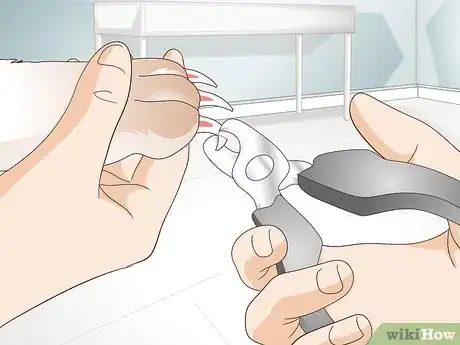 Imagen titulada Trim Rabbit Toenails Step 6