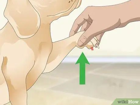 Imagen titulada Stop a Quick from Bleeding Step 2