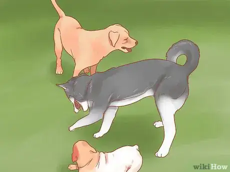 Imagen titulada Care for a Husky Step 8