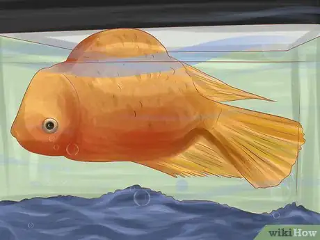 Imagen titulada Keep Your Fish from Dying Step 10