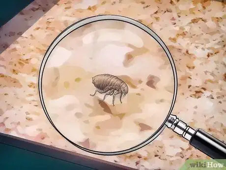 Imagen titulada Get Rid of Fleas on Rats Step 3