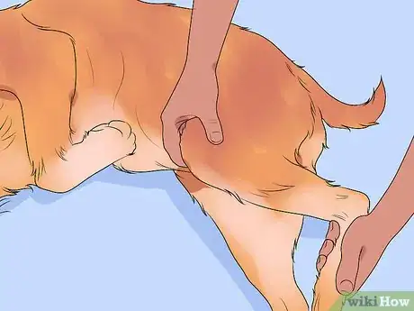 Imagen titulada File a Dog's Nails Step 14