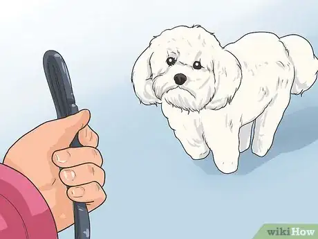 Imagen titulada Train a Bichon Frise Step 6
