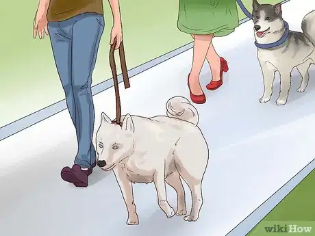 Imagen titulada Train Your Dog for a Dog Show Step 2