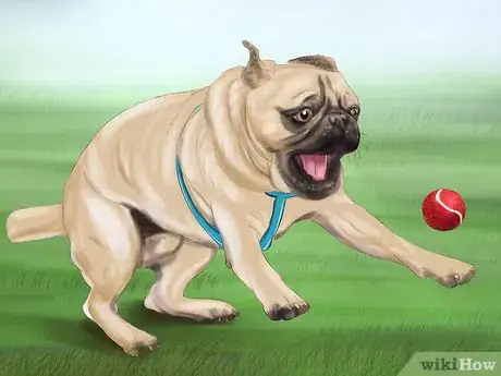 Imagen titulada Live with a Pug Dog Step 7