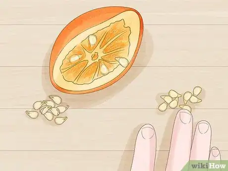 Imagen titulada Grow an Orange Tree Step 2