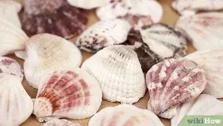 Imagen titulada Paint on Sea Shells Step 1