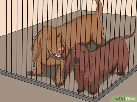 Imagen titulada Introduce a New Dog to Your House and Other Dogs Step 30