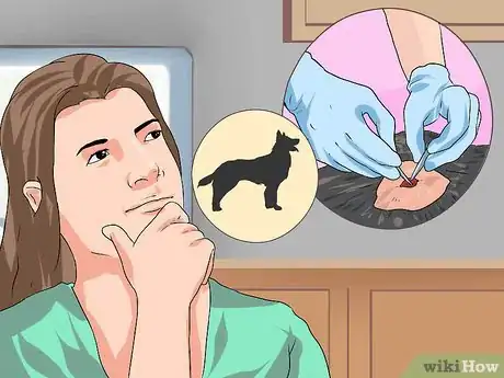Imagen titulada Treat Eye Problems in Boston Terriers Step 20