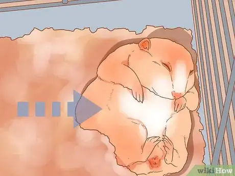 Imagen titulada Care for Your Pregnant Hamster Step 13