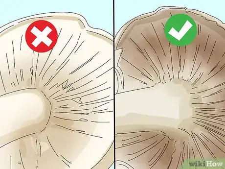 Imagen titulada Identify Edible Mushrooms Step 1