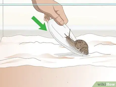 Imagen titulada Feed a Land Snail Step 6