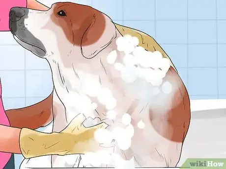Imagen titulada Treat Hot Spots in Dogs Step 8