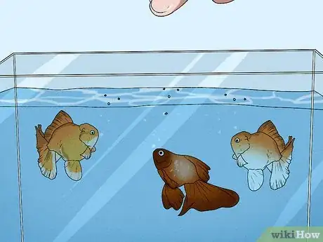 Imagen titulada Feed Fish Step 11