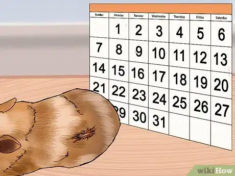 Imagen titulada Stop a Guinea Pig from Shedding Step 4