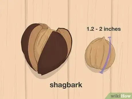 Imagen titulada Identify Hickory Nuts Step 7