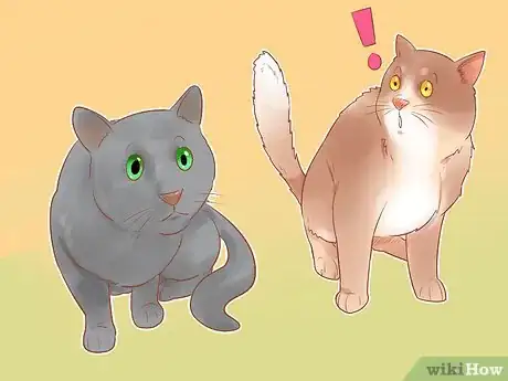 Imagen titulada Identify Cats Step 5