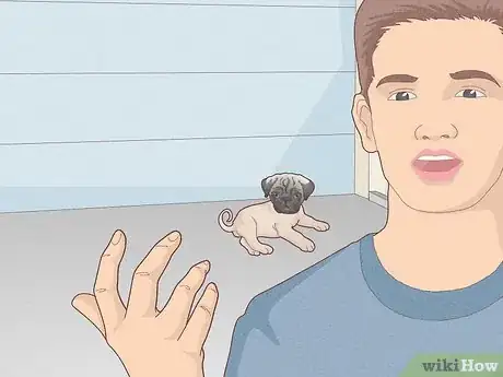 Imagen titulada Buy a Pug Puppy Step 10