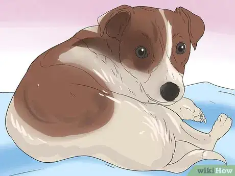 Imagen titulada Keep a Jack Russell Terrier Happy Step 5