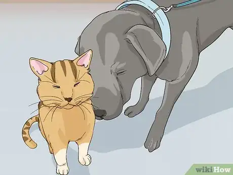 Imagen titulada Introduce a Cat to a Dog Step 6