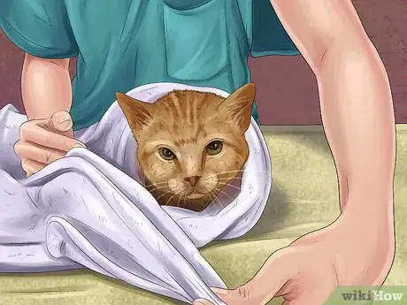 Imagen titulada Save a Cat Attacked by Dogs Step 5