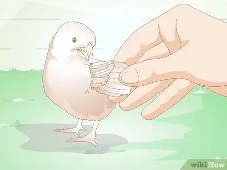 Imagen titulada Care for a Chick Step 14
