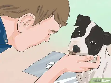 Imagen titulada Keep a Jack Russell Terrier Happy Step 4