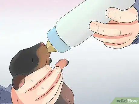 Imagen titulada Breed Dachshunds Step 18