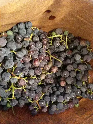 Imagen titulada Grape jelly to be