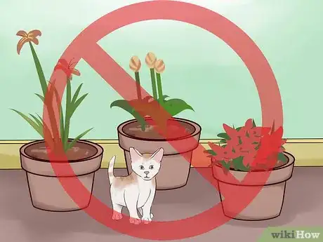 Imagen titulada Adopt a Kitten Step 12