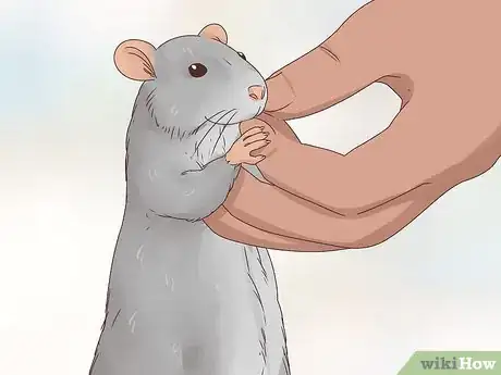 Imagen titulada Choose Between a Pet Mouse or Pet Rat Step 7
