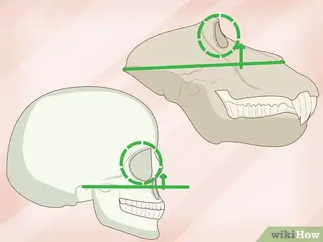 Imagen titulada Identify Human Bones Step 3