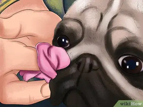 Imagen titulada Care for a Pug Step 8