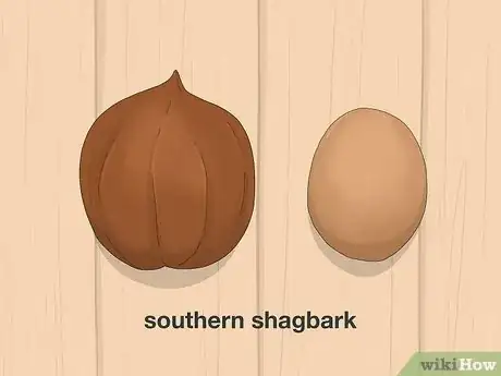 Imagen titulada Identify Hickory Nuts Step 8