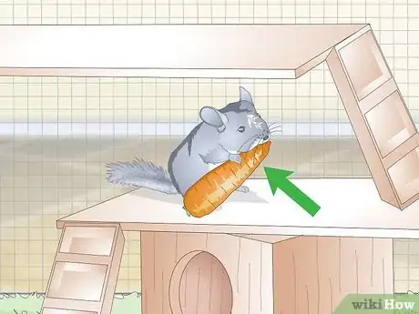 Imagen titulada Care for Chinchillas Step 12
