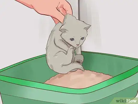 Imagen titulada Litter Train a Kitten Step 6