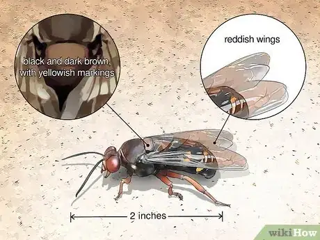 Imagen titulada Identify Wasps Step 4