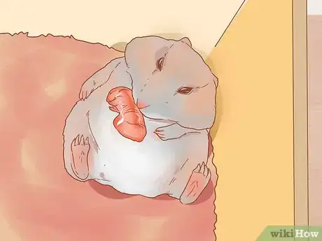 Imagen titulada Care for Your Pregnant Hamster Step 15