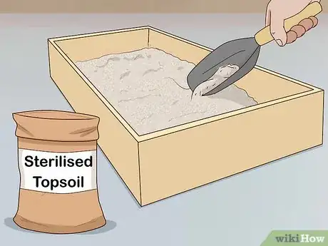 Imagen titulada Take Care of a Russian Tortoise Step 2