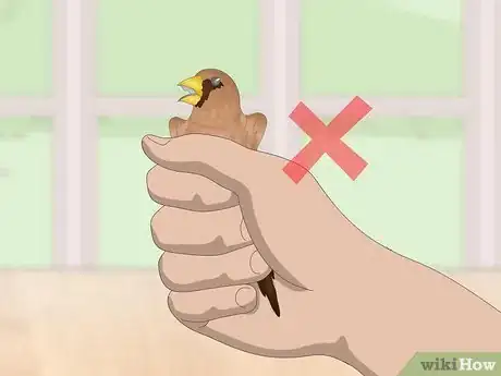 Imagen titulada Bond with Pet Finches Step 8