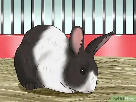 Imagen titulada Care for Dutch Rabbits Step 16