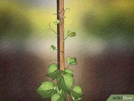 Imagen titulada Start a Vineyard Step 12