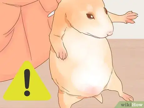 Imagen titulada Care for Your Pregnant Hamster Step 11