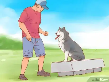 Imagen titulada Care for a Husky Step 2