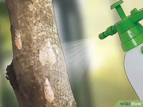 Imagen titulada Get Rid of Gypsy Moths Step 10