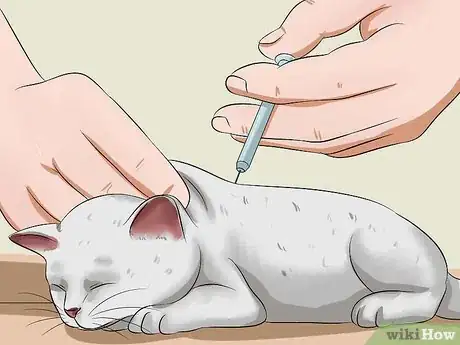 Imagen titulada Raise a Kitten Step 15