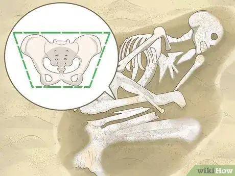 Imagen titulada Identify Human Bones Step 6