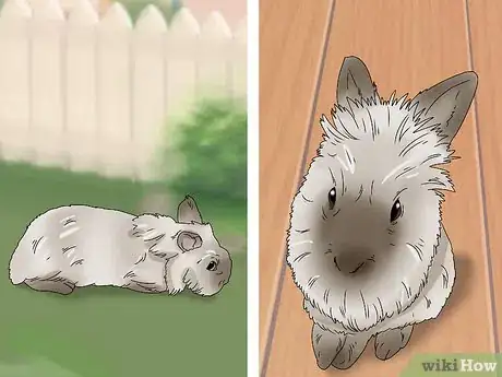 Imagen titulada Care for Lionhead Rabbits Step 6