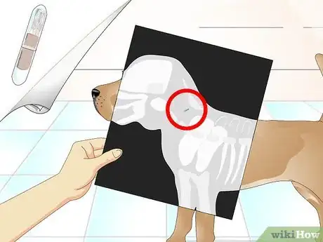 Imagen titulada Tell if a Dog Is Microchipped Step 4