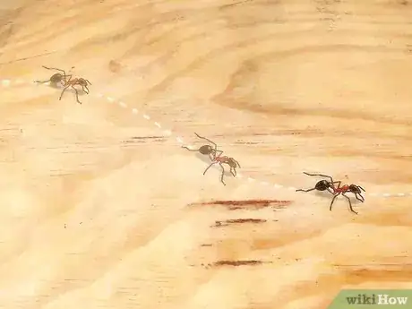 Imagen titulada Identify Ants Step 1